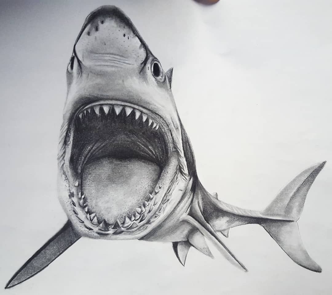Realistic Shark Drawing Hand Drawn