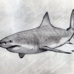 Realistic Shark Drawing Intricate Artwork