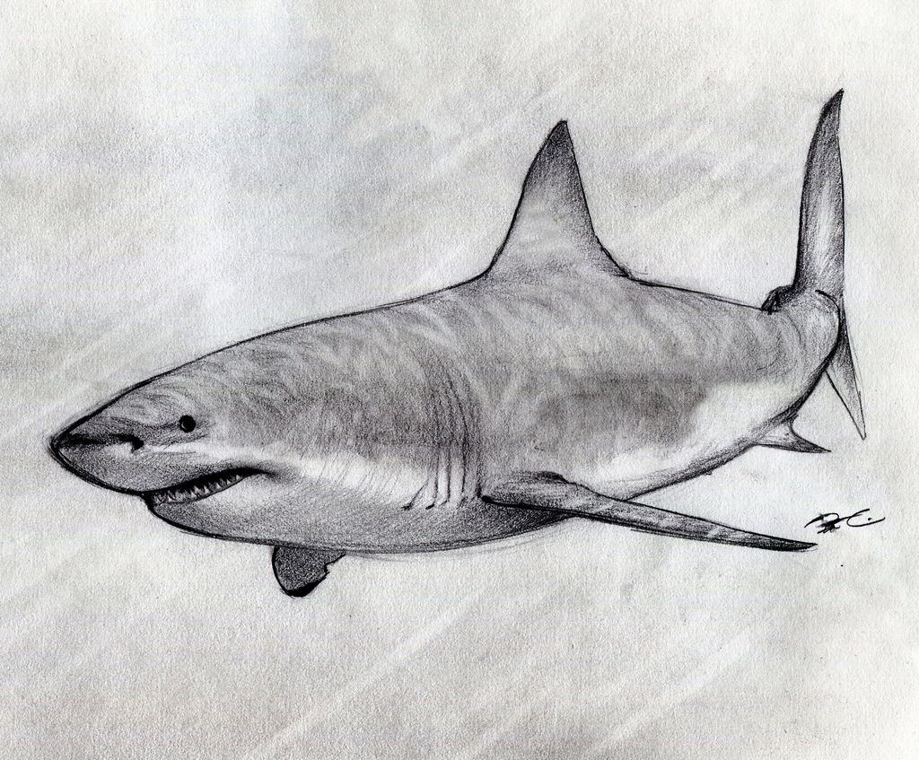 Realistic Shark Drawing Intricate Artwork
