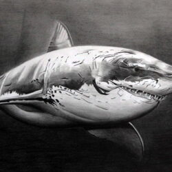 Realistic Shark Drawing Modern Sketch