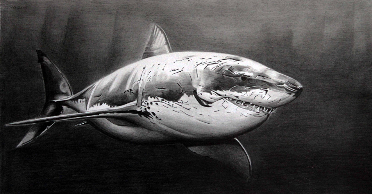 Realistic Shark Drawing Modern Sketch