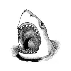 Realistic Shark Drawing Realistic Sketch