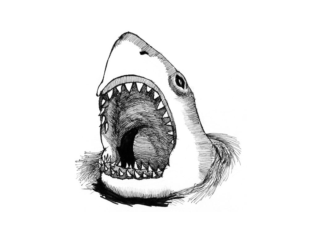 Realistic Shark Drawing Realistic Sketch