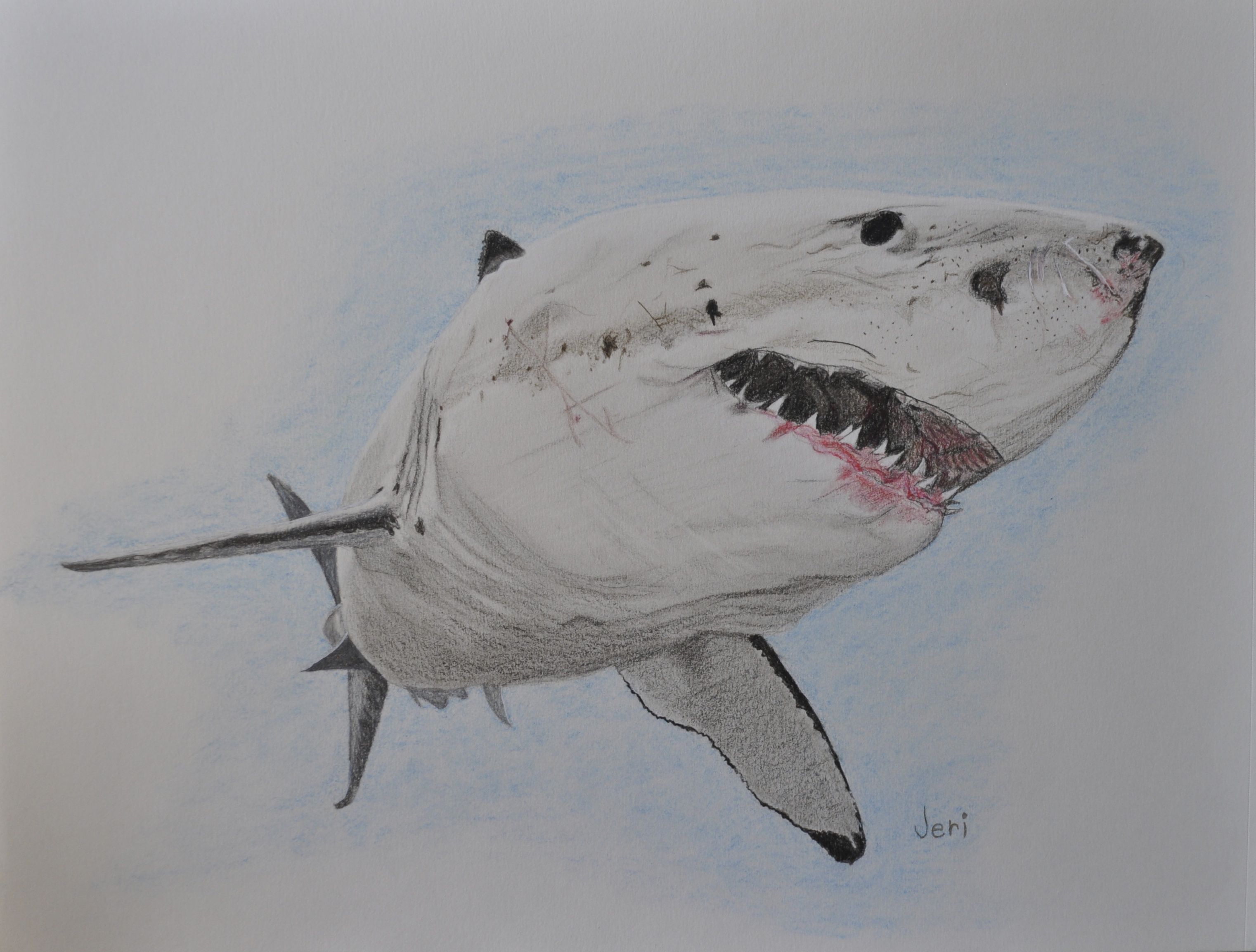 Realistic Shark Drawing Sketch