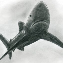 Realistic Shark Drawing Stunning Sketch