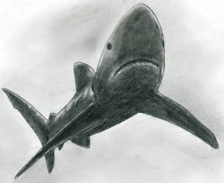 Realistic Shark Drawing Stunning Sketch