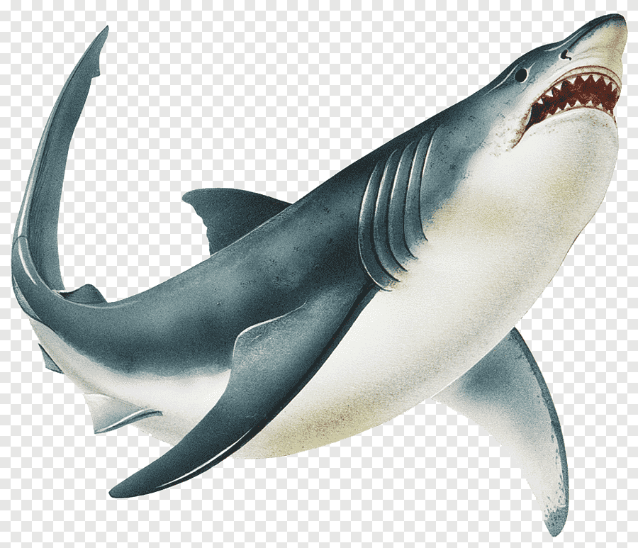 Realistic Shark Drawing