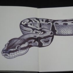 Realistic Snake Drawing