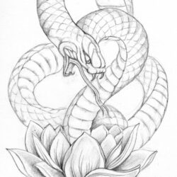 Realistic Snake Drawing Art