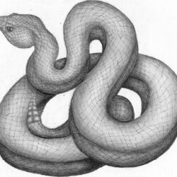 Realistic Snake Drawing Artistic Sketching