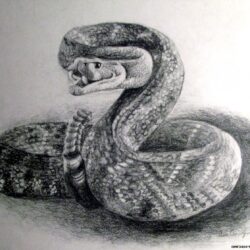 Realistic Snake Drawing Fine Art