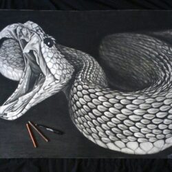 Realistic Snake Drawing Sketch