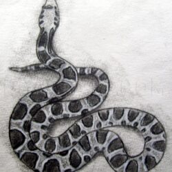 Realistic Snake Drawing Stunning Sketch