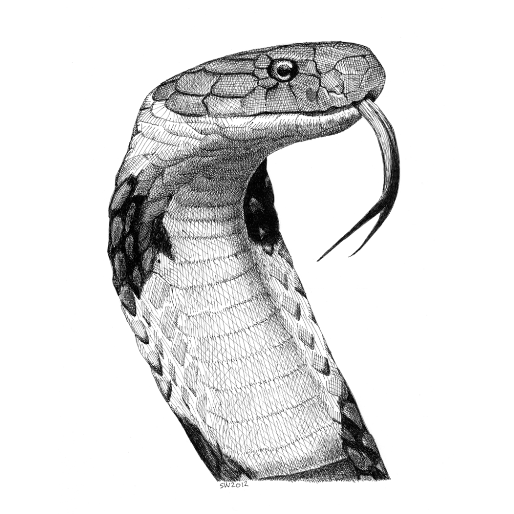 Realistic Snake Drawing Unique Art
