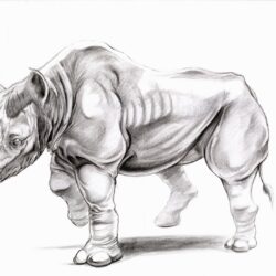 Rhino Drawing Art