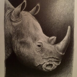 Rhino Drawing Artistic Sketching