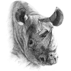 Rhino Drawing Detailed Sketch