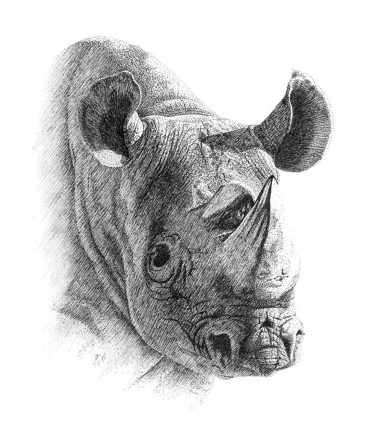 Rhino Drawing Detailed Sketch