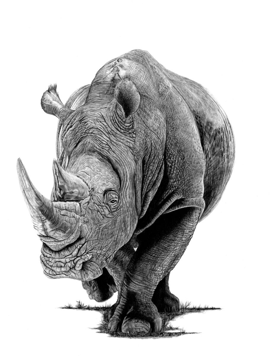 Rhino Drawing Fine Art