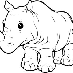 Rhino Drawing Hand Drawn