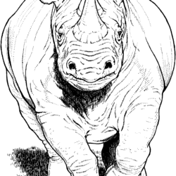 Rhino Drawing Modern Sketch