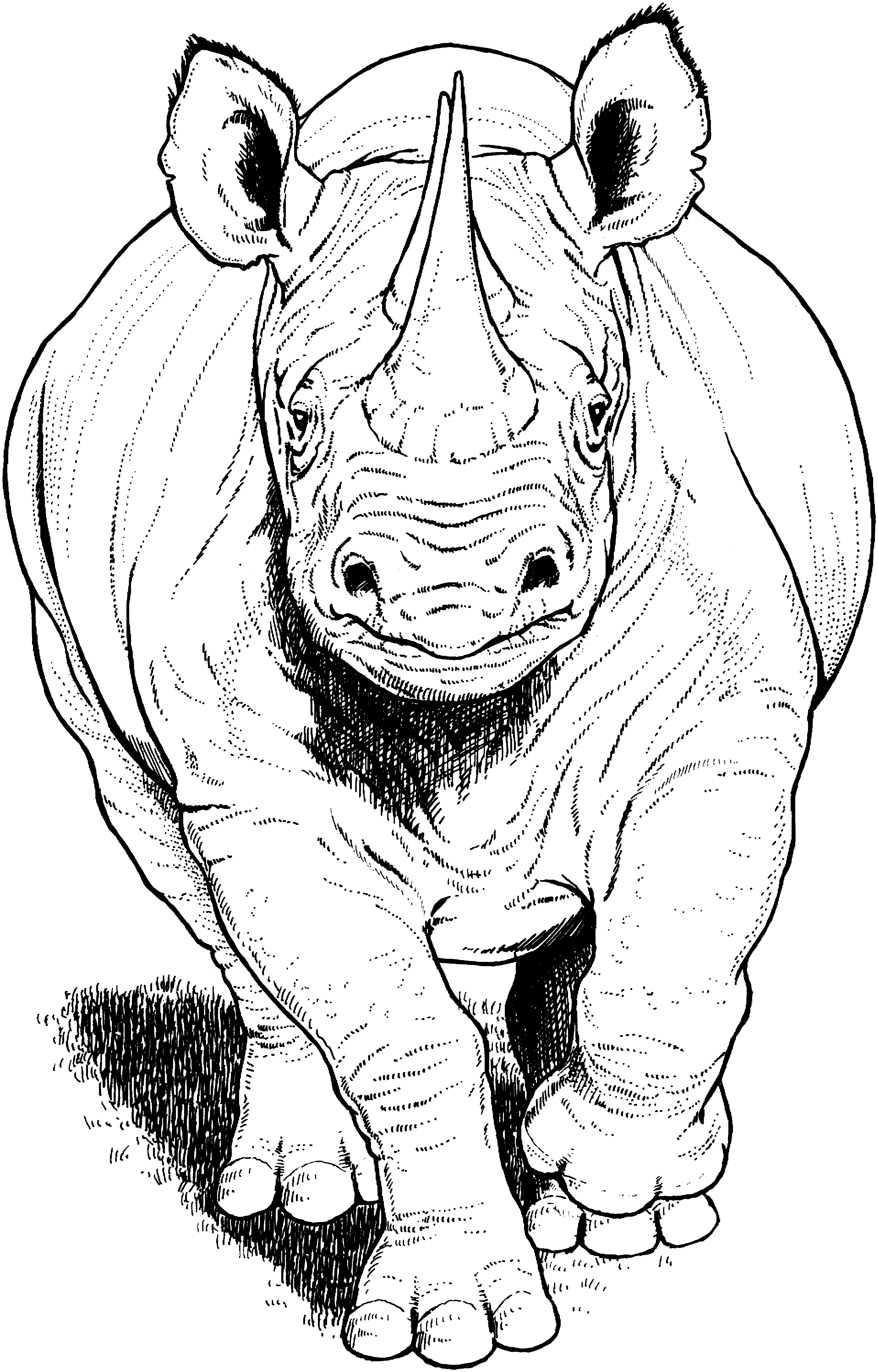 Rhino Drawing Modern Sketch