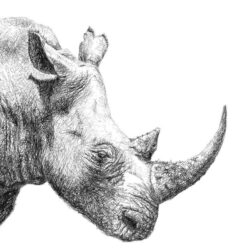 Rhino Drawing Photo