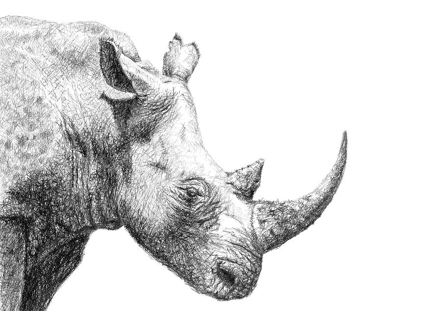 Rhino Drawing Photo
