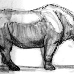 Rhino Drawing Realistic Sketch