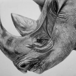 Rhino Drawing Sketch