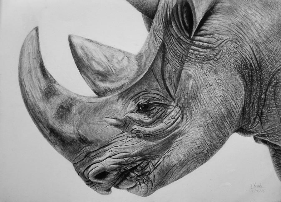 Rhino Drawing Sketch