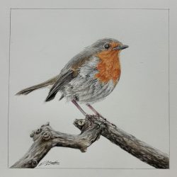 Robin Drawing