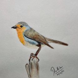 Robin Drawing Artistic Sketching