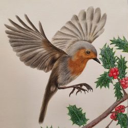 Robin Drawing Fine Art