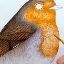 Robin Drawing Hand drawn