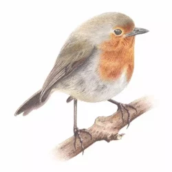 Robin Drawing Intricate Artwork