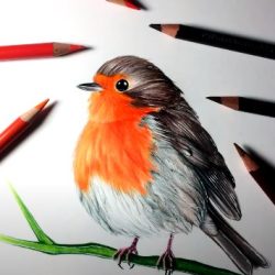 Robin Drawing Modern Sketch