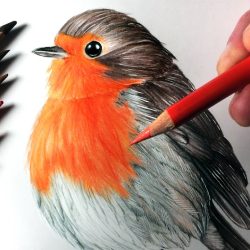 Robin Drawing Realistic Sketch