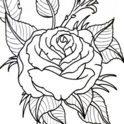 Rose Line Drawing