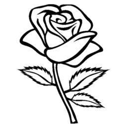 Rose Line Drawing Art