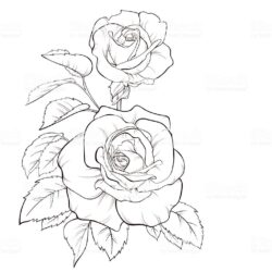 Rose Line Drawing Detailed Sketch