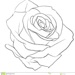 Rose Line Drawing Hand Drawn