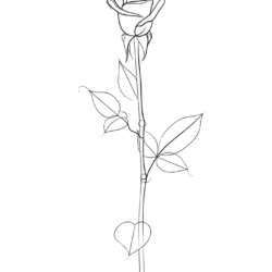 Rose Line Drawing Hand Drawn Sketch