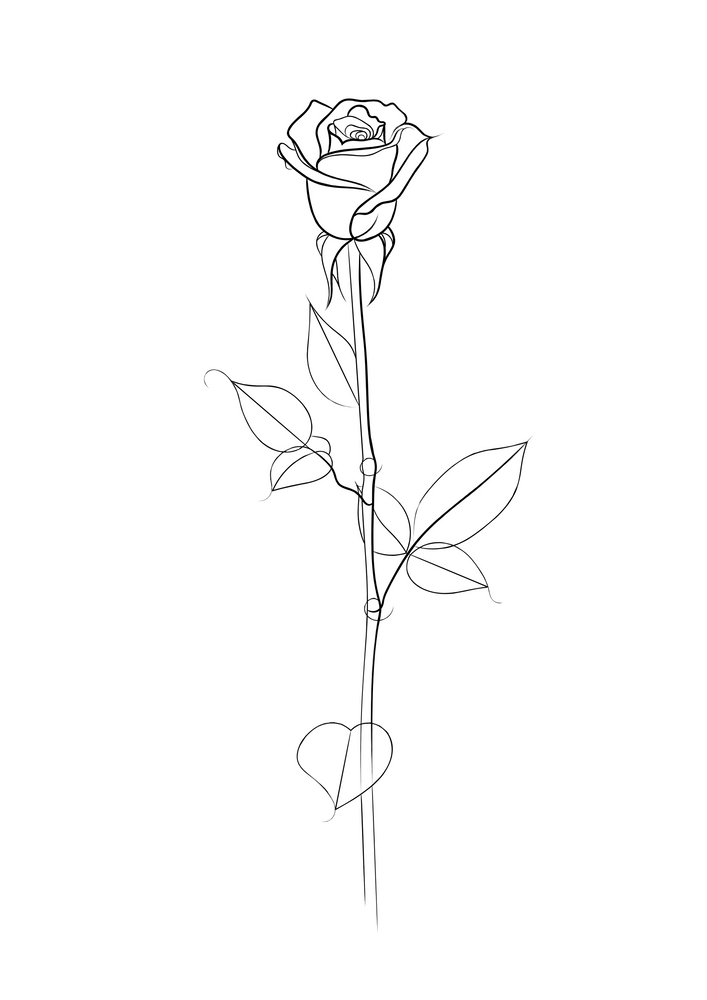 Rose Line Drawing Hand Drawn Sketch