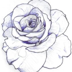 Rose Line Drawing Image