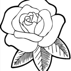 Rose Line Drawing Intricate Artwork