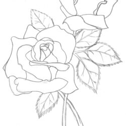 Rose Line Drawing Photo