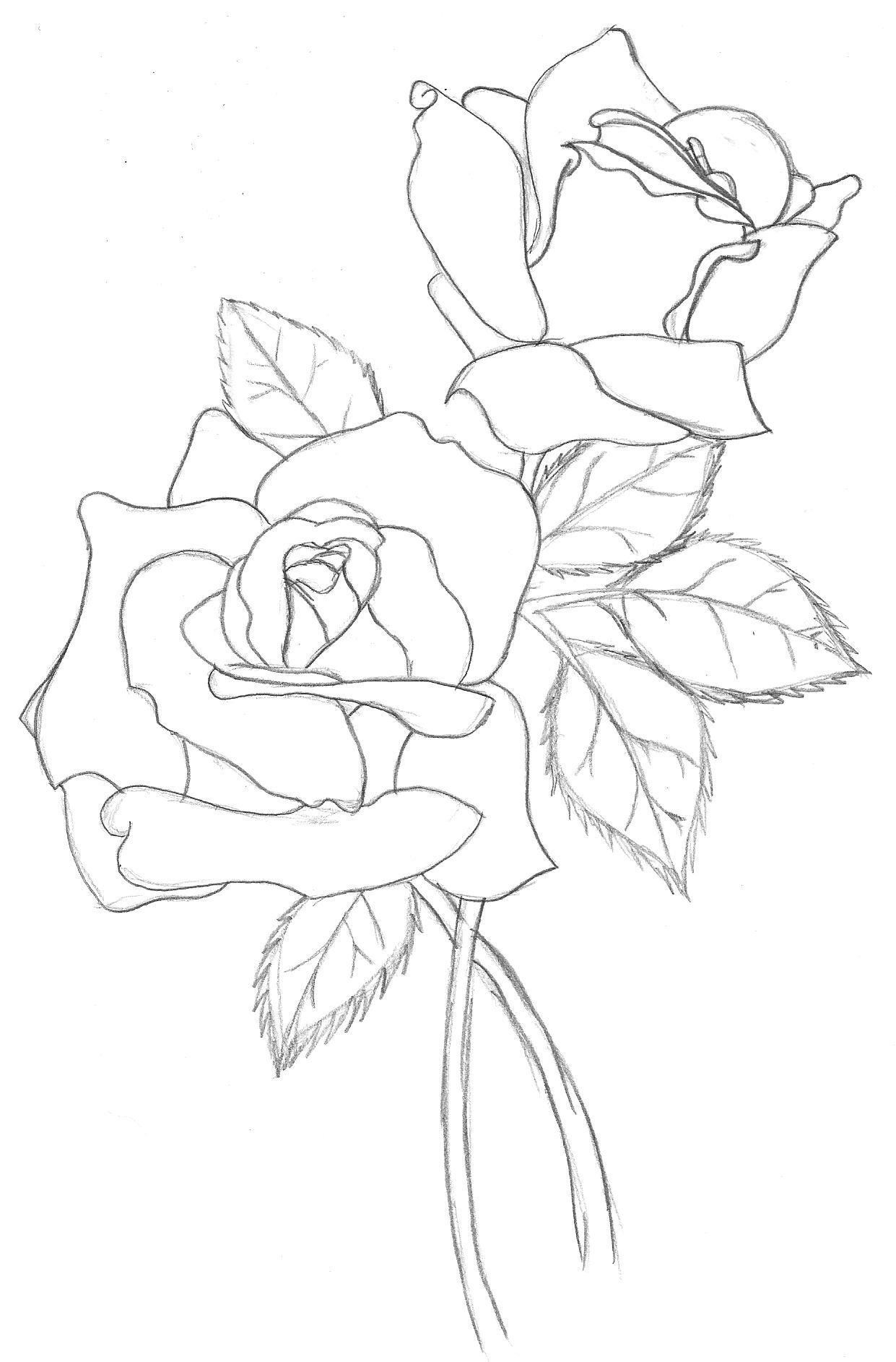 Rose Line Drawing Photo