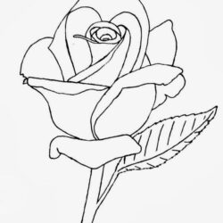 Rose Line Drawing Picture