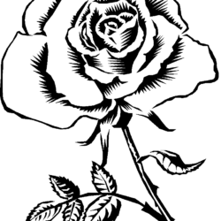 Rose Line Drawing Stunning Sketch